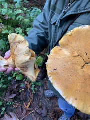 Gymnopilus ventricosus
