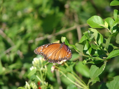 Danaus eresimus