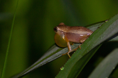 Dendropsophus sanborni