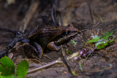 Physalaemus gracilis