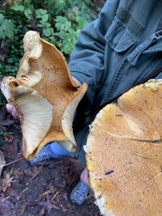 Gymnopilus ventricosus