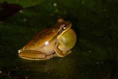 Boana prasina