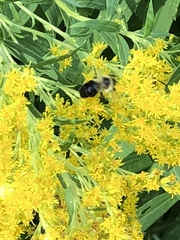 Bombus impatiens