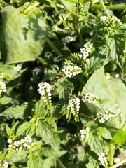 Heliotropium angiospermum