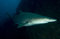 Carcharias taurus
