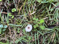 Lepiota cristata
