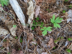 Anemonastrum canadense