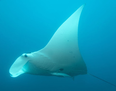 Mobula alfredi
