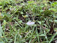 Lepiota cristata