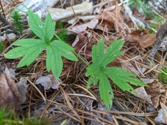 Anemonastrum canadense