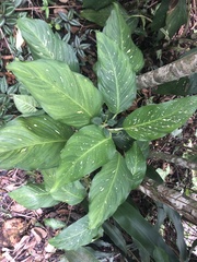 Dieffenbachia