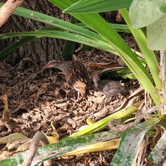 Gallirallus philippensis mellori