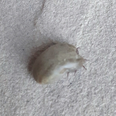 Rhipicephalus sanguineus