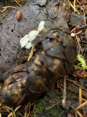 Strobilurus trullisatus