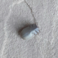 Rhipicephalus sanguineus