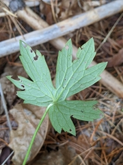 Anemonastrum canadense