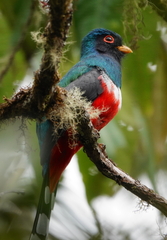 Trogon personatus submontanus