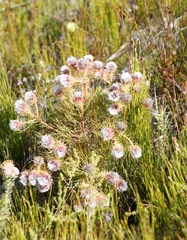 Serruria phylicoides