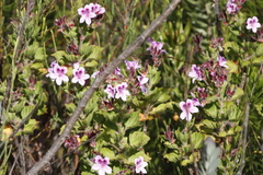 Pelargonium cucullatum strigifolium
