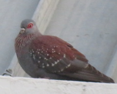Columba guinea phaeonota