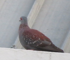 Columba guinea phaeonota