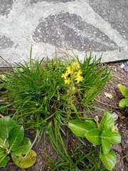 Bulbine frutescens