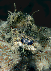 Cymbacephalus beauforti