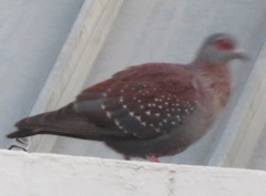 Columba guinea phaeonota