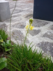 Bulbine frutescens