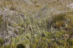 Pelargonium cucullatum strigifolium