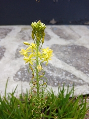 Bulbine frutescens