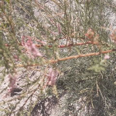 Tamarix gallica