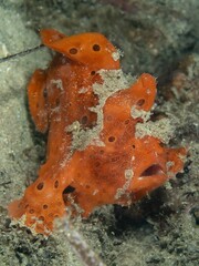 Antennarius commerson