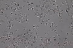 Boninogaster phalloides