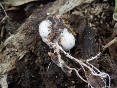 Boninogaster phalloides