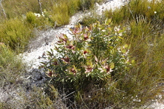 Leucadendron tinctum