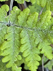 Pentagramma rebmanii