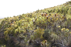 Protea longifolia