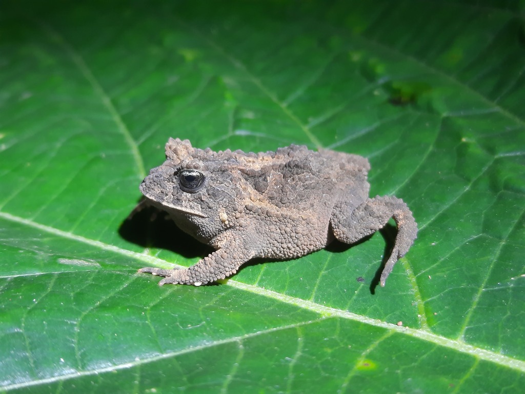 Avelino's Smooth Horned Frog