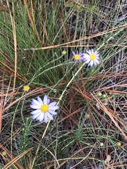 Ionactis linariifolia