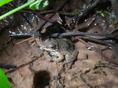 Crossodactylus schmidti