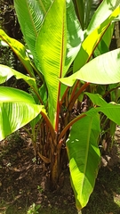 Ensete