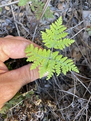 Pentagramma rebmanii