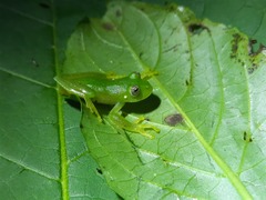 Vitreorana uranoscopa