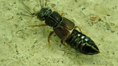 Anotylus