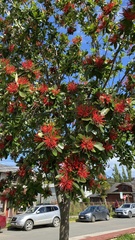 Embothrium coccineum
