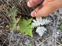 Pentagramma rebmanii