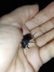 Carabus nemoralis