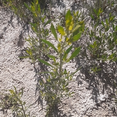 Tessaria absinthioides