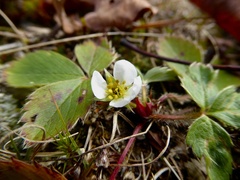 Fragaria virginiana